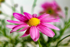 4007_IMG_6185-2-300x200.jpg
